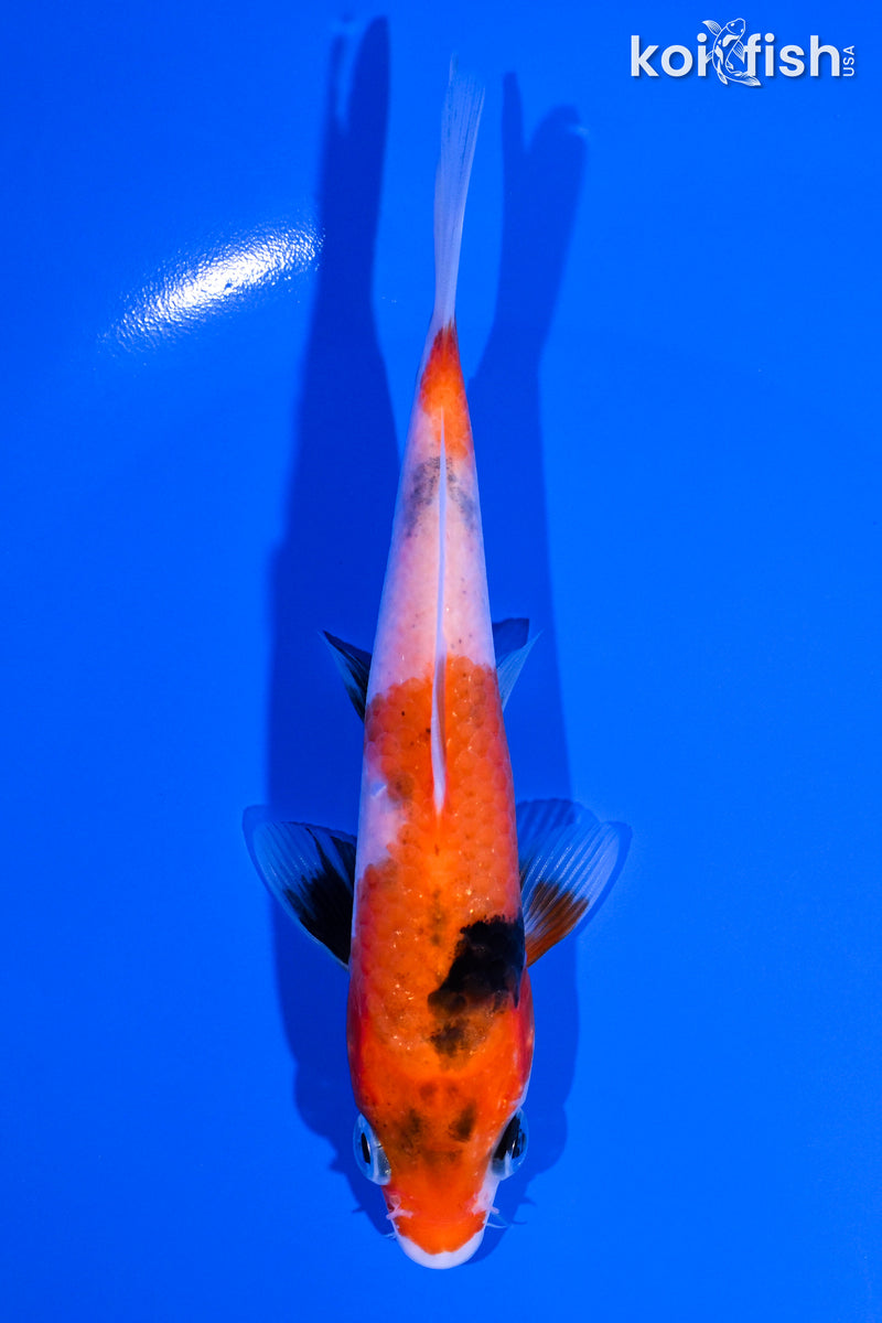 5.5" SHOWA