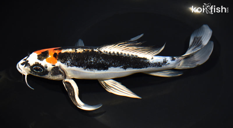 8.25" BENI KIKOKURYU BUTTERFLY