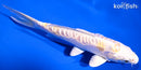5.75" DOITSU HARIWAKE