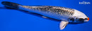 6.5" GINRIN KUJAKU