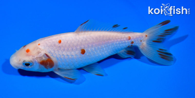 5.25" WAKIN GOLDFISH