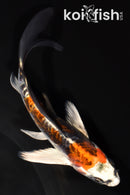 5.75" BENI KIKOKURYU BUTTERFLY