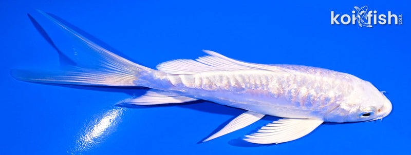 5.5" GINRIN ARAGOKE PLATINUM OGON BUTTERFLY