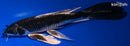 10" BENI GINGA BUTTERFLY