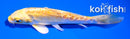 4.5" DOITSU YAMABUKI OGON