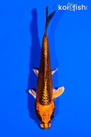 5" ORENJI MATSUBA