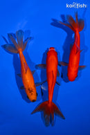PACK OF (3) 5" WAKIN GOLDFISH