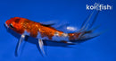 5" GINRIN YAMATO NISHIKI BUTTERFLY