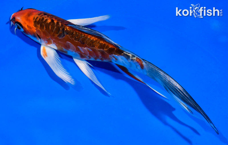 6" ARAGOKE BENI KIKOKURYU BUTTERFLY