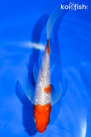 5.5" GINRIN KOHAKU BUTTERFLY