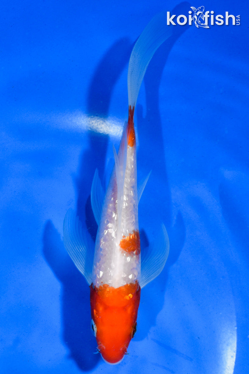 5.5" GINRIN KOHAKU BUTTERFLY