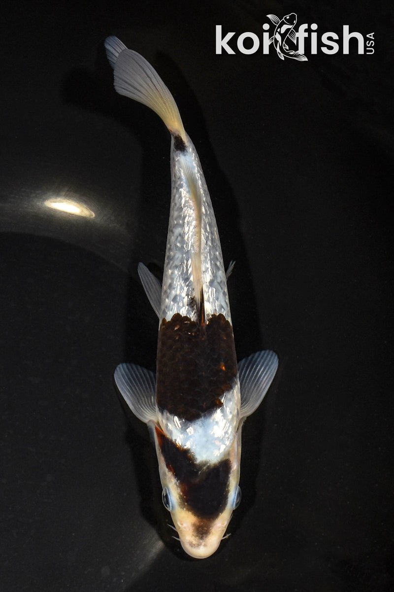 8" GINRIN GOROMO