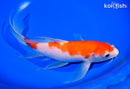 9.25" KOHAKU BUTTERFLY