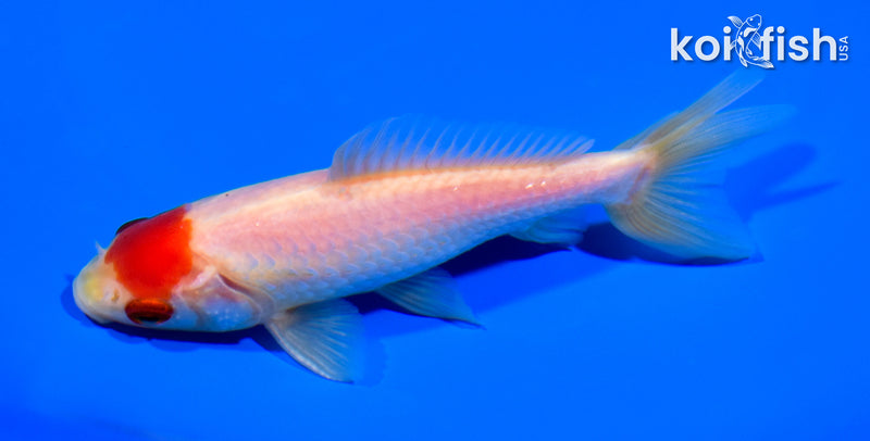 4.75" TANCHO WAKIN GOLDFISH