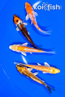 PACK OF (5) 3.75-4.25" STANDARD KOI