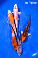 PACK OF (5) 4-5" STANDARD KOI