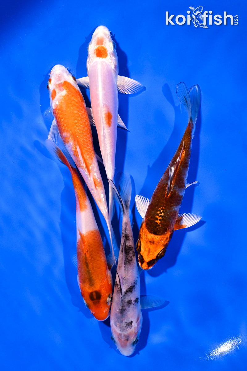 PACK OF (5) 4-5" STANDARD KOI