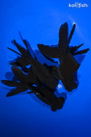PACK OF (3) 4.75-5.5" TELESCOPE FANTAIL GOLDFISH