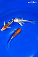 PACK OF (3) 4.5-5" BUTTERFLY KOI