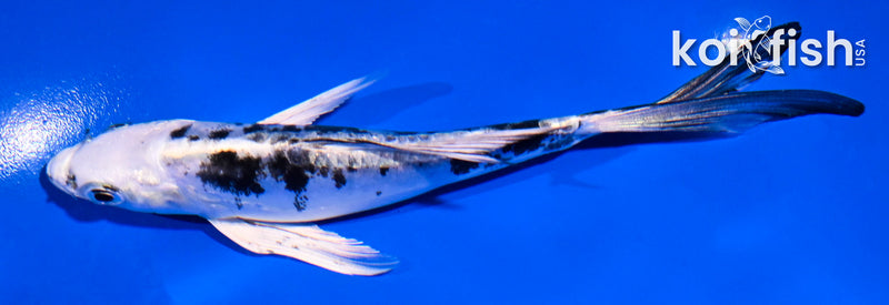 5.5" DOITSU GIN SHIRO BEKKO BUTTERFLY