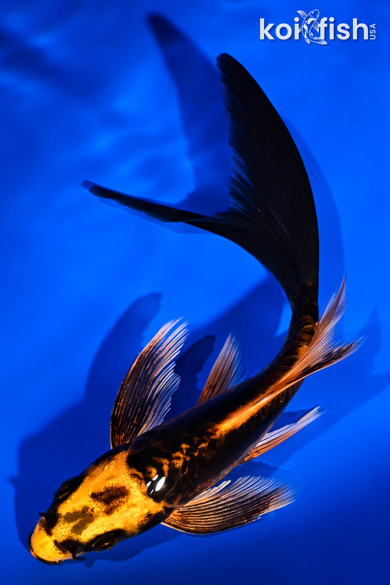 5.5" BENI KIKOKURYU BUTTERFLY