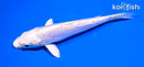 5" DOITSU PLATINUM OGON