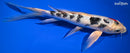 10.25" YAMATO NISHIKI BUTTERFLY