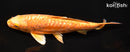 7.5" GINRIN ARAGOKE ORENJI OGON