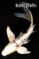 7.25" DOITSU GIN SHIRO BEKKO BUTTERFLY