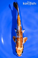 7.75" KUJAKU