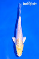 4.5" DOITSU LEMON HARIWAKE