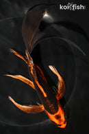 8.5" KIN ORENJI MATSUBA BUTTERFLY