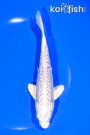 6.5" DOITSU PLATINUM OGON