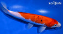 9.5" GOSHIKI