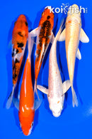 PACK OF (5) 5.25-6" STANDARD KOI