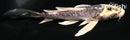 5.5" KIN KIKOKURYU BUTTERFLY