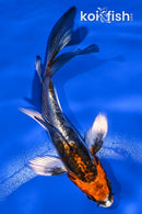 4.25" BENI KIKOKURYU BUTTERFLY