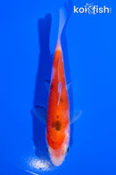 3.75" KOHAKU