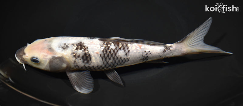 10.25" GINRIN SHIRO UTSURI