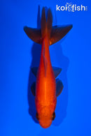 3.75" WAKIN GOLDFISH