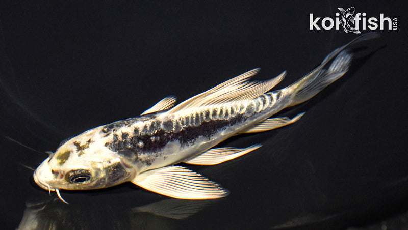 5.75" GINRIN ARAGOKE KIKOKURYU BUTTERFLY