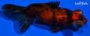 4.5" CALICO TELESCOPE FANTAIL GOLDFISH