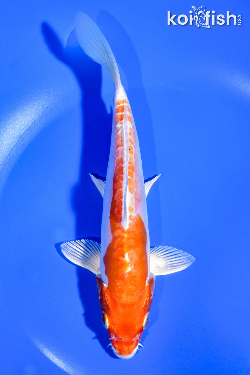 6.5" KIKUSUI