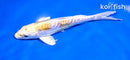5" DOITSU LEMON HARIWAKE