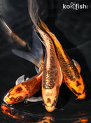 PACK OF (3) 4.5-5" BUTTERFLY KOI