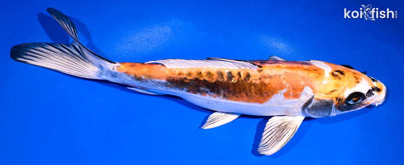 11.25" BENI KIKOKURYU