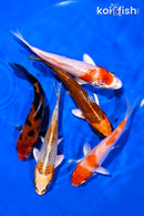 PACK OF (5) 4-5" STANDARD KOI