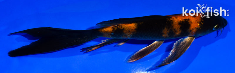 6" KIN HI UTSURI BUTTERFLY