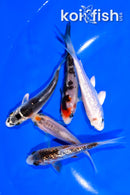 PACK OF (5) 3.5-4" MIXED STANDARD KOI