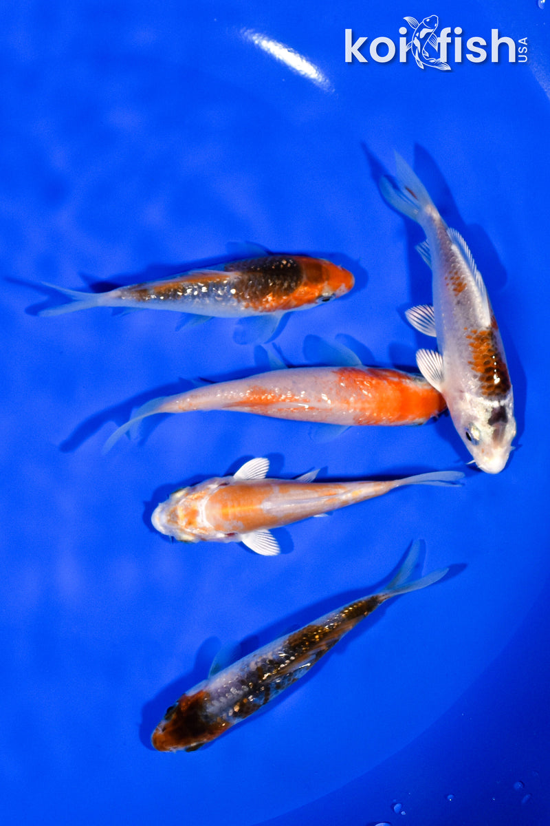 PACK OF (5) 3.25"- 3.75" STANDARD KOI
